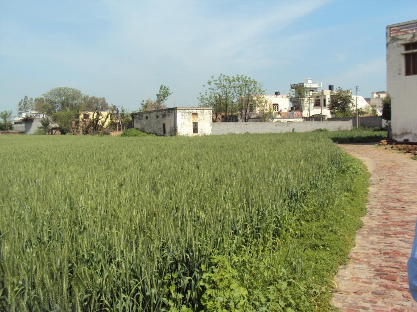 The Phagwara land on Kothra Road, photographed in 2025