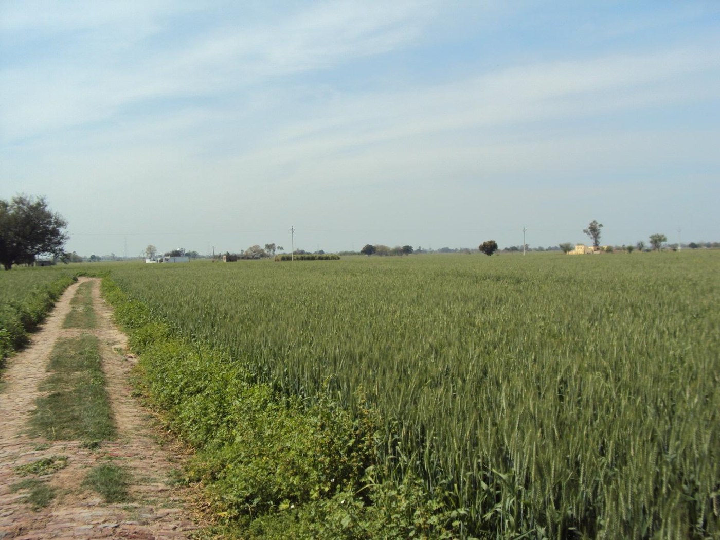 The Phagwara land, Kothra Road, 2025