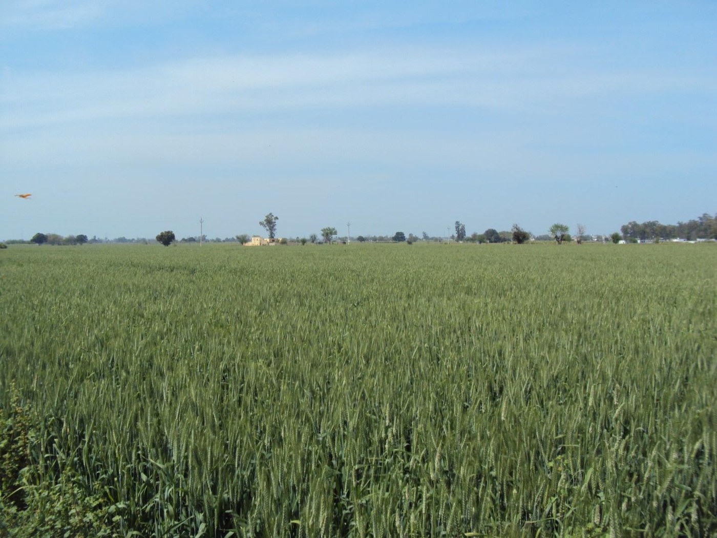 The Phagwara land, Kothra Road, 2025