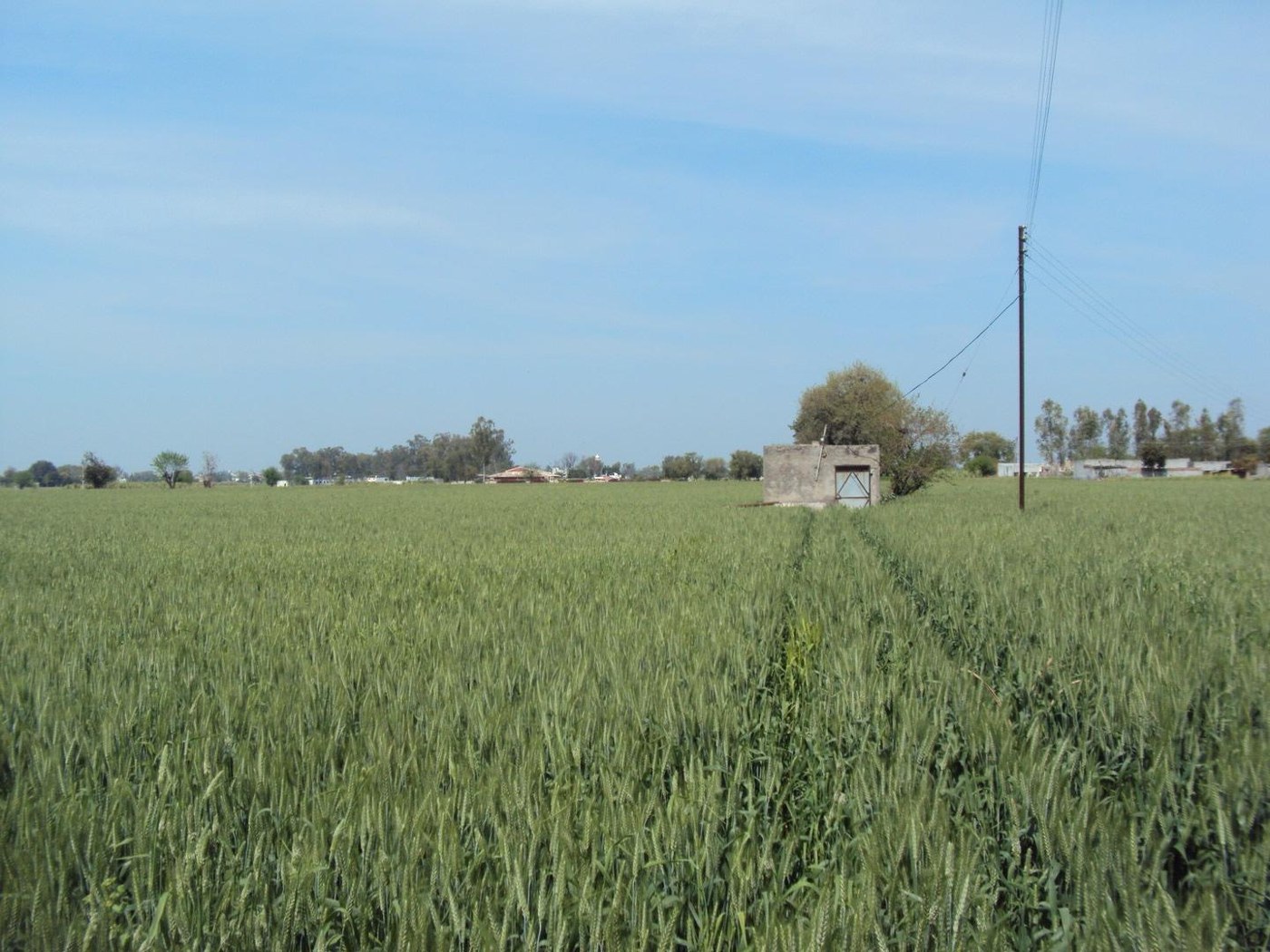 The Phagwara land, Kothra Road, 2025